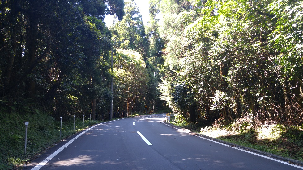 森に囲まれた道路