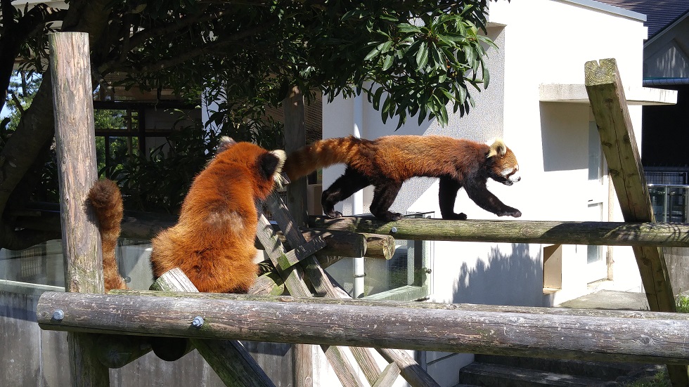 大島動物園のレッサーパンダ