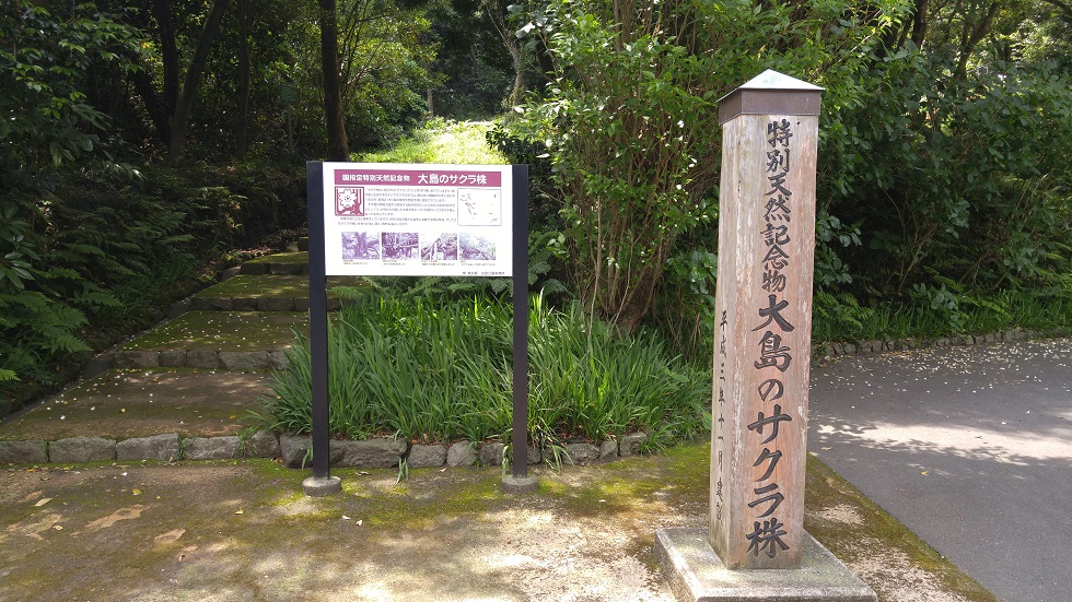 大島の桜株