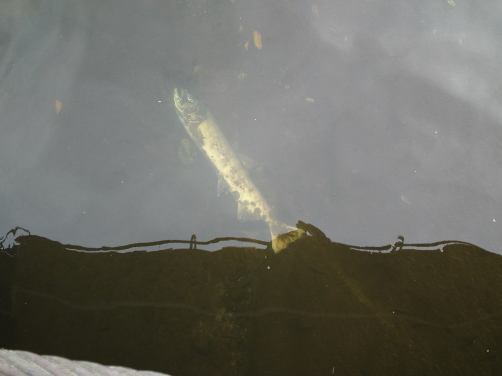川底に沈む鮭の死骸