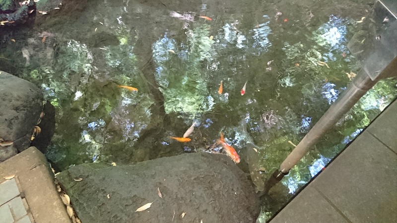 池の金魚たち