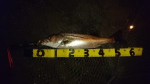 ５５ｃｍのシーバスをキャッチ