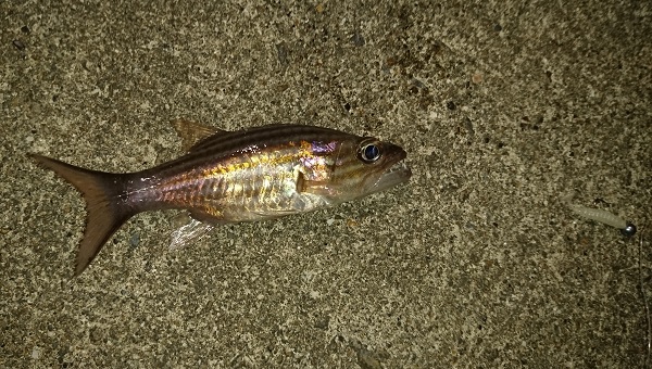 夜の漁港で釣れた小魚