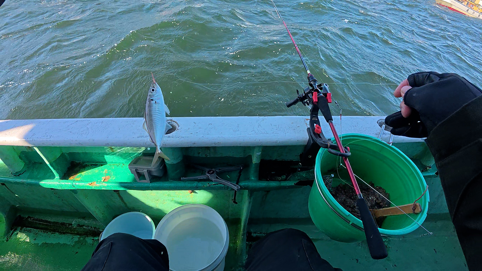 東京湾のライトアジで釣れたアジ