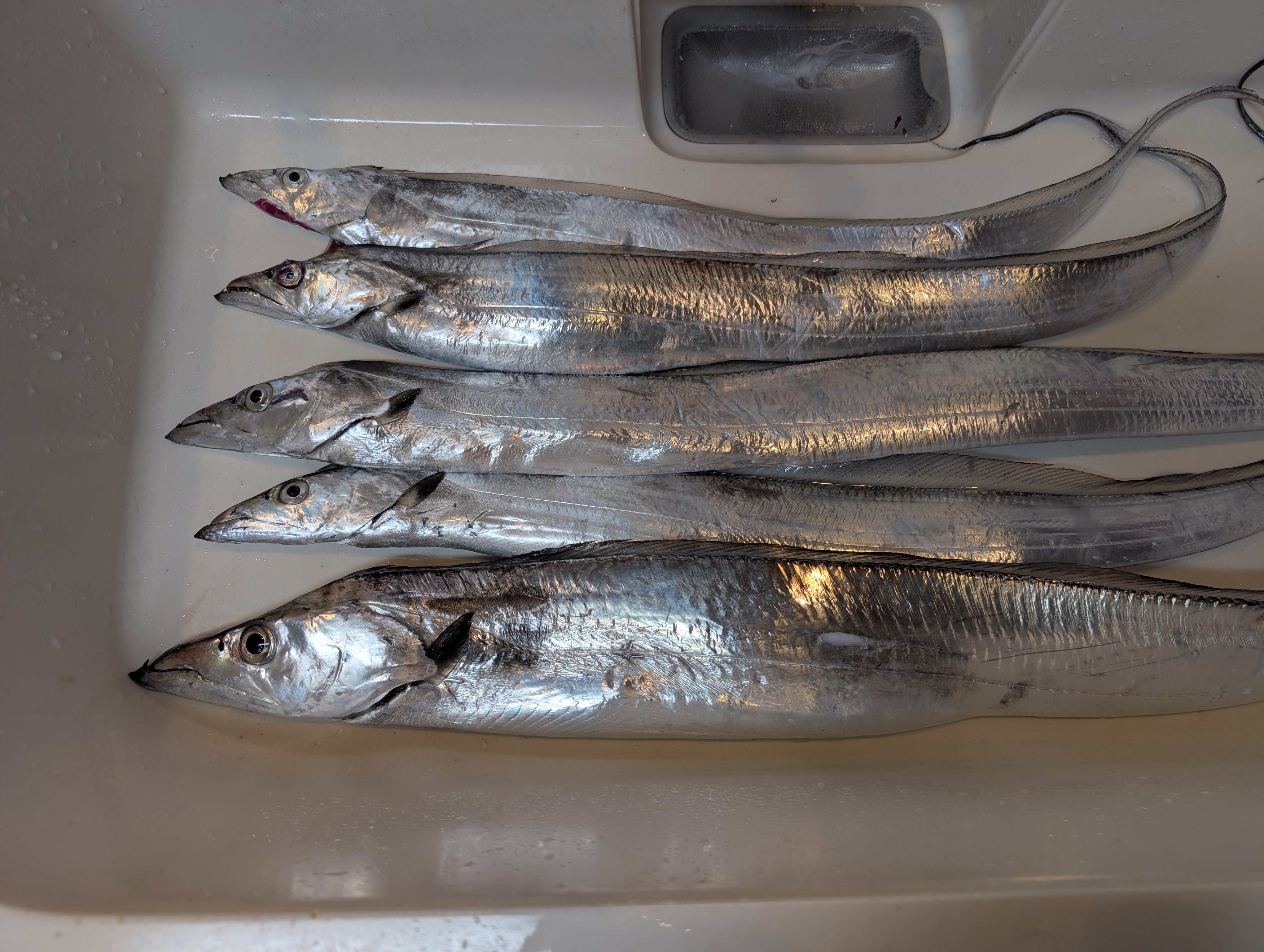 本日の釣果